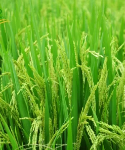 Giống lúa của gạo Bắc Hương