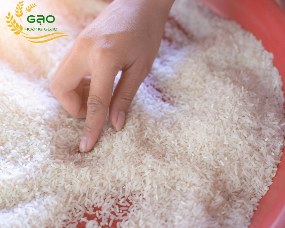 gạo trắng Sari