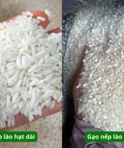 Gạo nếp lào có 2 loại loại là gạo nếp lào hạt dài và gạo nếp lào hạt tròn