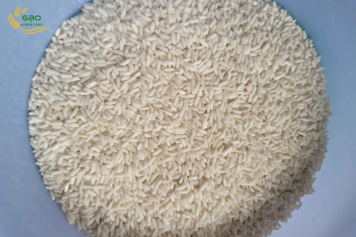 Mẫu nếp lá An Giang